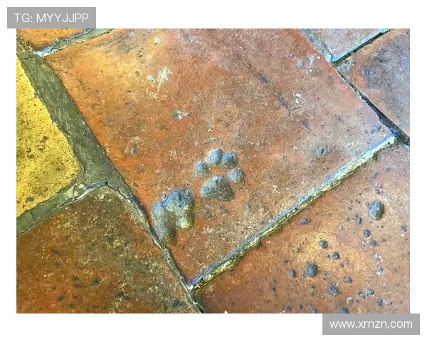 猫咪物语：那些柔软的爪印，温暖了时光
